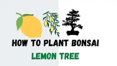 How To Plant A Bonsai Lemon Tree ( A Beginner’s Guide)