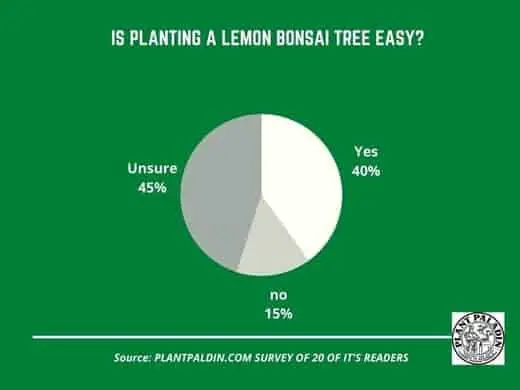 How To Plant A Bonsai Lemon Tree - survey