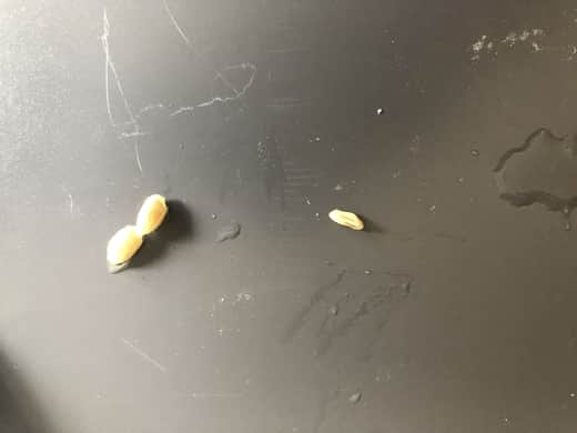 remove any damaged seeds