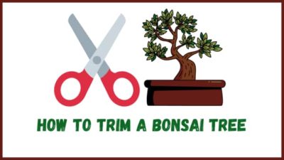 How To Trim A Bonsai Tree ( The Ultimate Guide)