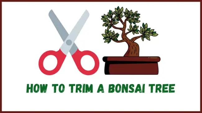 How to trim a bonsai tree