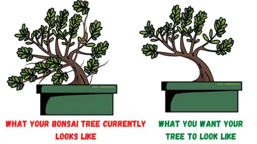 Trim a bonsai tree - sketch out your tree