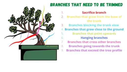 trim a bonsai tree - what branches need to be trimmed
