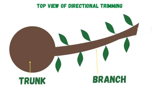 Top view of directional bonsai trimming