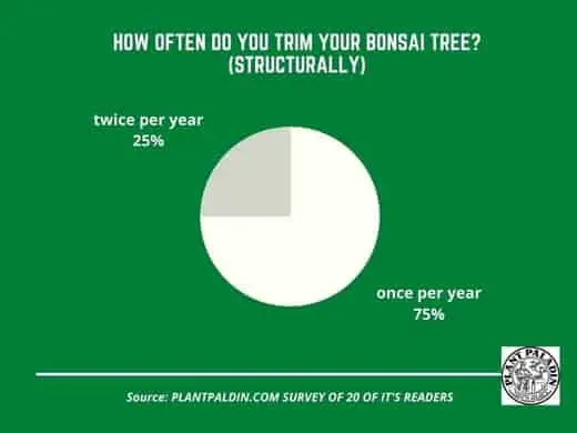 how often should you trim a bonsai tree?