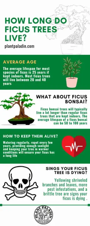How long do ficus trees live- infographic