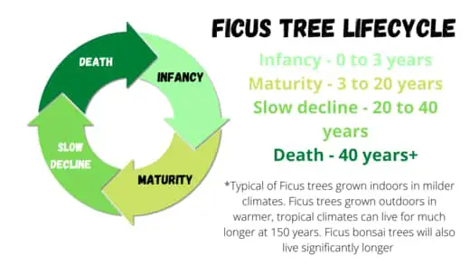 How long do ficus trees live - lifecycle