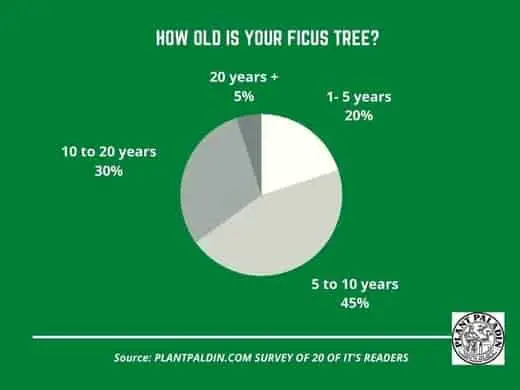 How long do ficus trees live - survey results