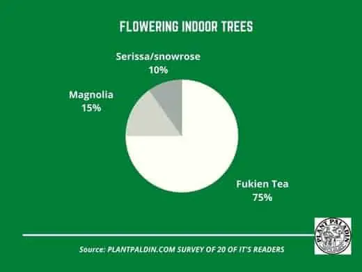 Flowering Indoor Trees - survey results