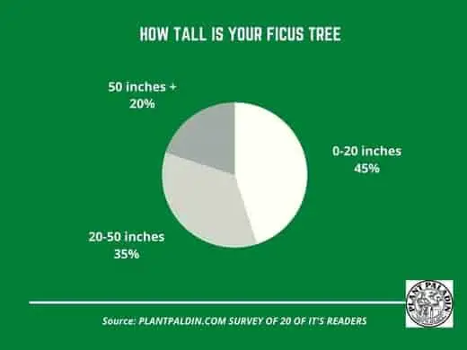 How tall is your ficus tree?