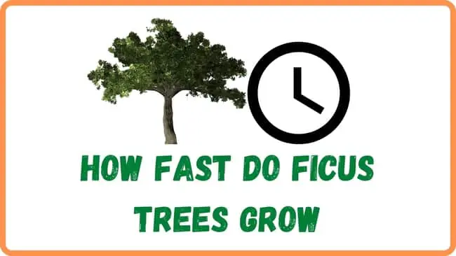 How fast do ficus trees grow