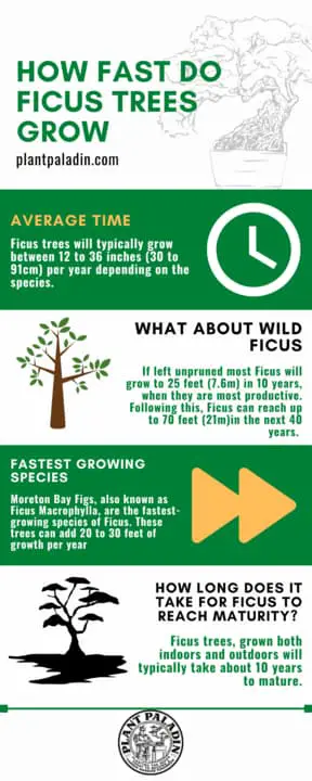 How fast do ficus trees grow - Survey