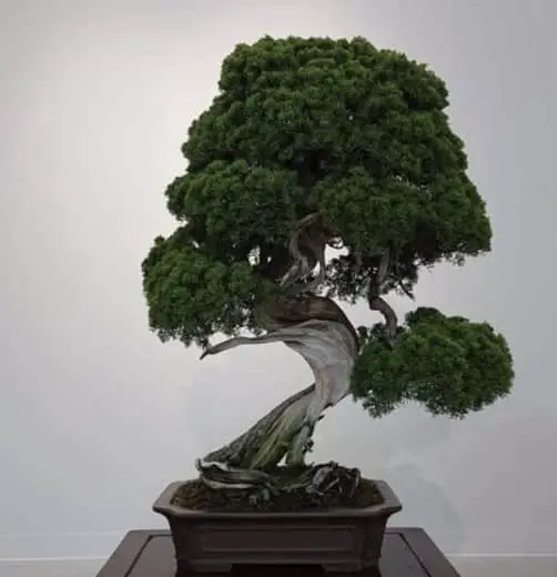 oldest bonsai trees - the stolen tree