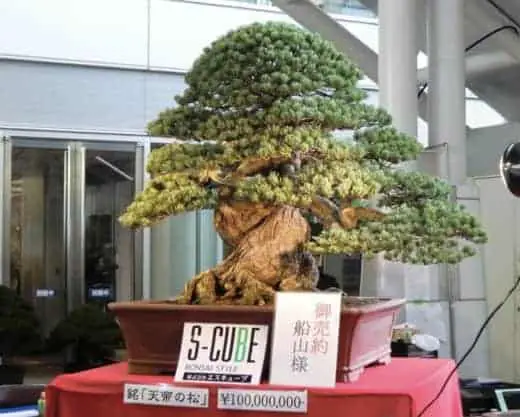 Worlds most expensive bonsai