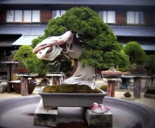 oldest bonsai tree - Shunkaen Bonsai Museum