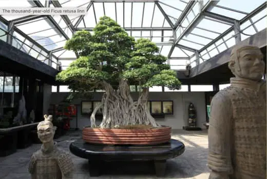 Worlds oldest bonsai tree