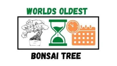 10 Oldest Bonsai Tree In The World ( #6 Is The Tallest)
