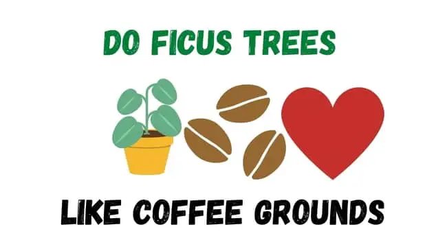 Do Ficus trees like coffee grounds 