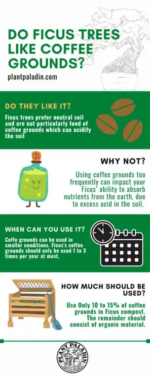 Do Ficus trees like coffee grounds - Infographic
