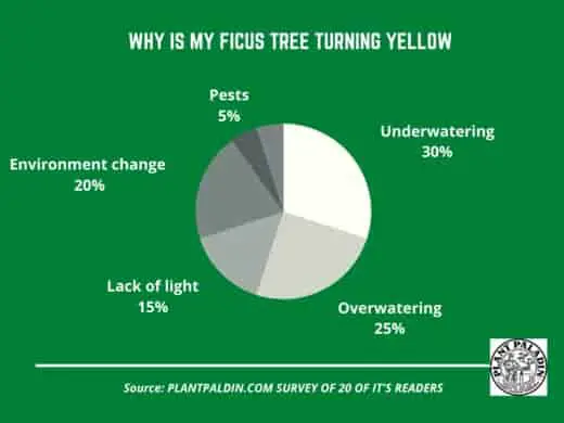 Why is my Ficus tree turning yellow - survey results