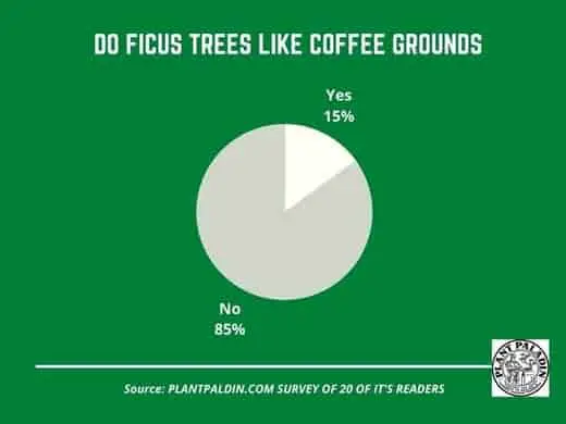 Do Ficus trees like coffee grounds -  survey