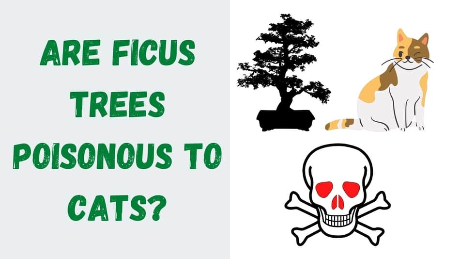 Are Ficus Trees Poisonous To Cats? (toxic?) Plant Paladin