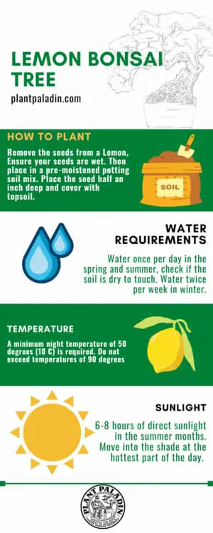 How To Plant A Bonsai Lemon Tree - infographic