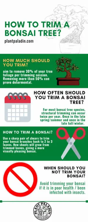 trim a bonsai tree - infographic