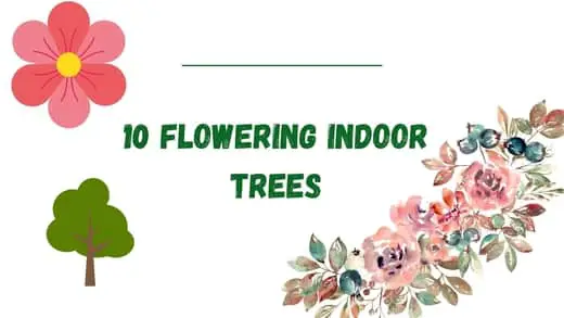 10 Flowering Indoor Trees