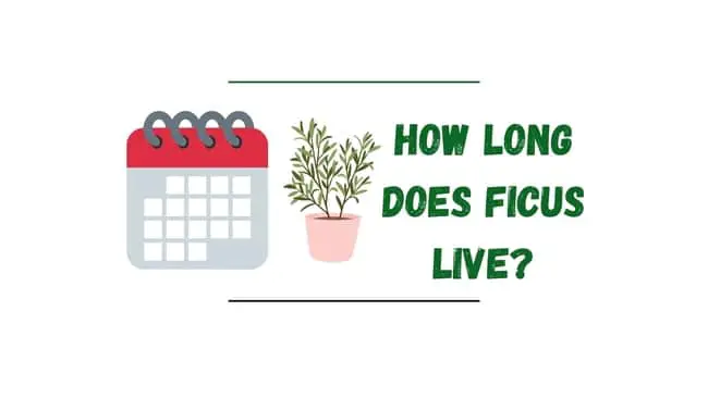 How long do ficus trees live