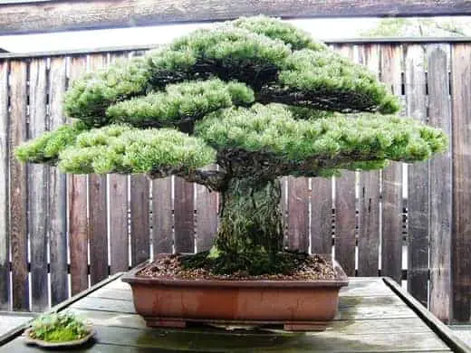 Oldest bonsai tree - white pine hiroshima