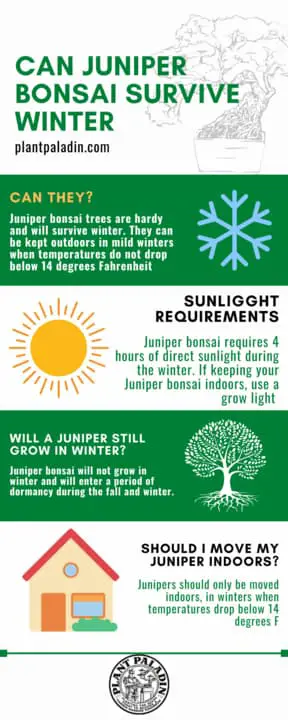Can juniper bonsai survive winter? infographic