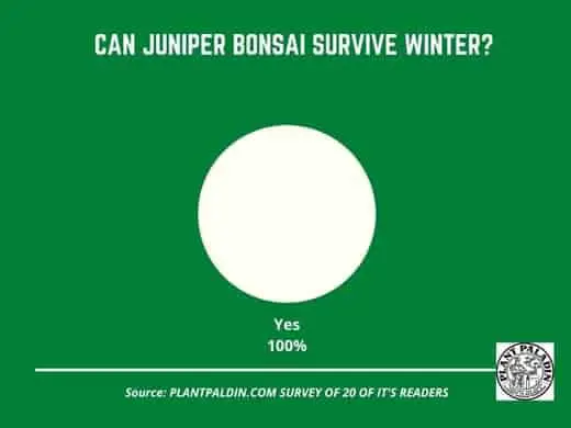 Can juniper bonsai survive winter? Survey
