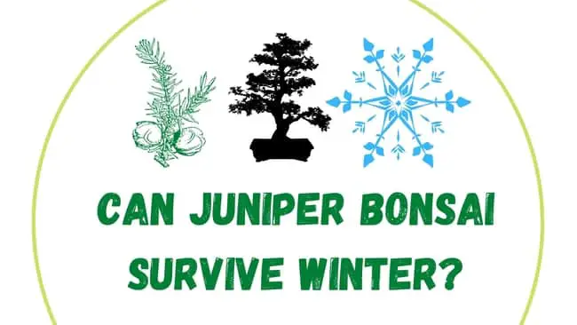 Can juniper bonsai survive winter?