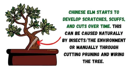 Do Chinese Elm trees drip sap - step 1 