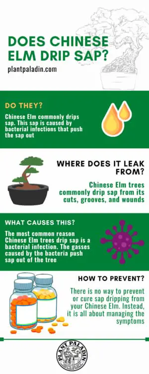 Do Chinese Elm trees drip sap - infographic