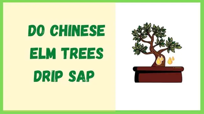Do Chinese Elm trees drip sap 