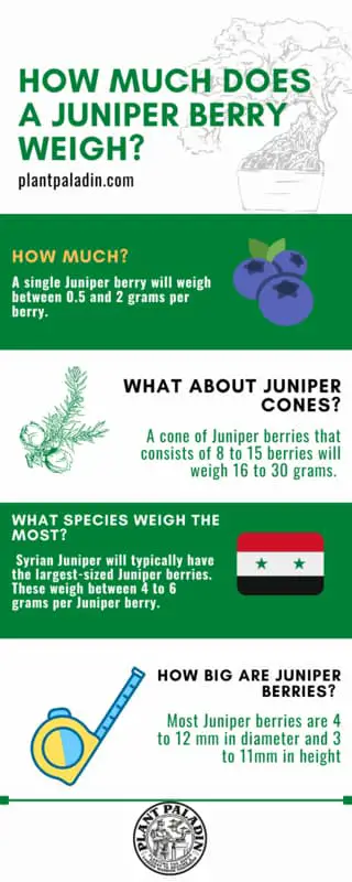 How much does a Juniper berry weigh? Infographic
