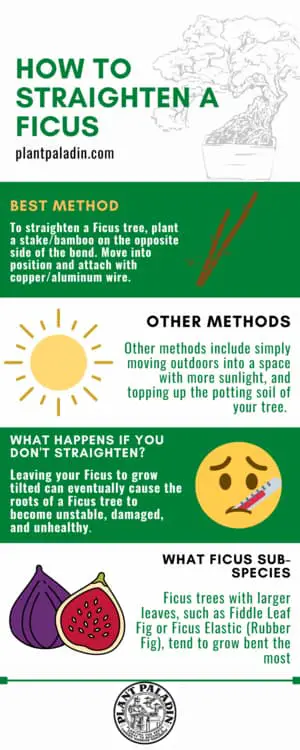 How do you straighten a ficus tree - infographic