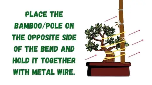 Place your pole/bamboo - How do you straighten a Ficus tree 