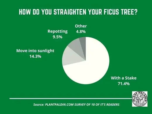 How do you straighten a ficus tree