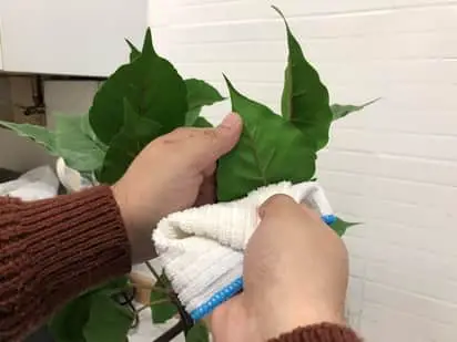 Wipe the bottom of the leaves
