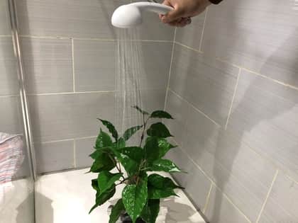 How to take care of a fake ficus tree - place in shower