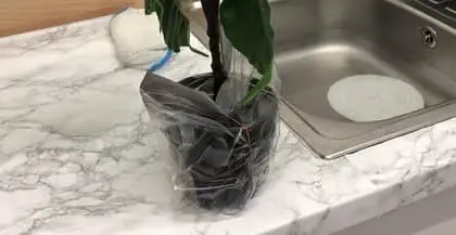 Fake ficus that has been wrapped