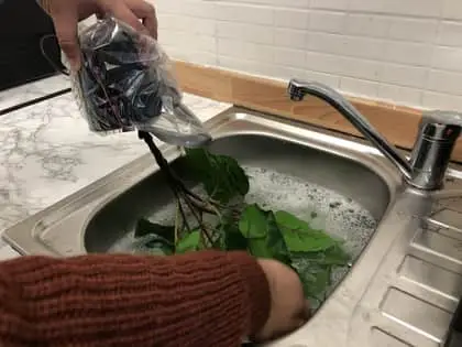 Pour water over your fake Ficus