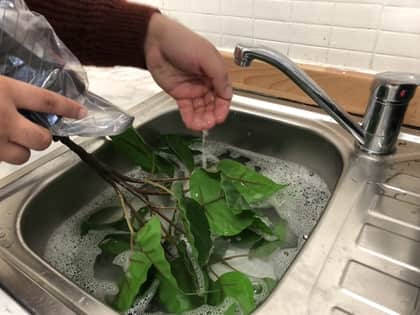 How to take care of a fake ficus tree - manually pour water on the tree