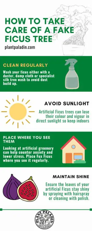 How to take care of a fake ficus tree - infographic