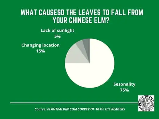 Chinese Elm losing leaves - survey results