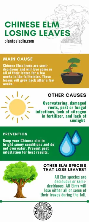 Chinese Elm losing leaves - infographics