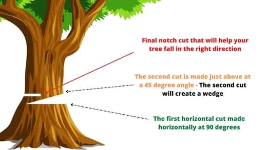 does salt kill Chinese elm trees - cut down your tree